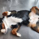 애견카페 펍 곰곰 이미지