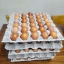 신대농장 Daum카페