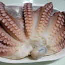 도치에듀케이션