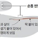 손톱 아래쪽 초승달·반달 모양… 클수록 건강하다고? 이미지