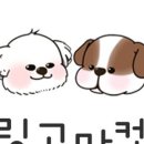 링고스토어