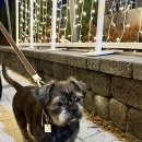 강아지 세상 | 구ㅣ여움이 세상을 구한다_강아지 산책 &amp; 돌봄 알바 후기