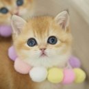 강남 고양이 분양 냥블리 이미지