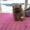 다온애견샵 이미지