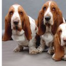 파트라슈 이미지