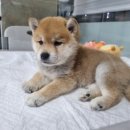 수원시바견 이미지