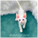 버디독 강아지분양 고양이분양 안심분양센터 인천점 이미지