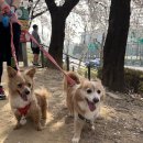 꽃길만 걷개 이미지