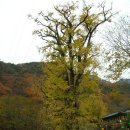 용문산 이미지