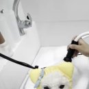 소중하개 이미지