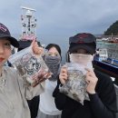 배네배네 펜션 | 서해 안면도 쭈꾸미 배낚시 100마리 잡음! 오후시간 씽씽이호 후기(예약,준비물,피싱게이트,펜션)