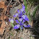 11650-16-169-7 | 보성 제암산 사자산 일림산 종주, 철쭉산행 - 100대 명산(122-1, 169-1)