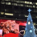 인형나라 | 🎄🩰유니버설발레단 '2025년 호두까기인형' 관람후기