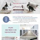 아이비프라임