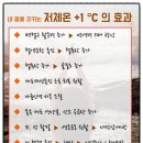 체온테라피