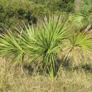 쏘팔메토 야자 [Saw Palmetto] 이미지