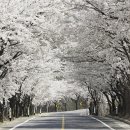 꽃길만걷자 이미지