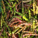 (호랑이 줄 강낭콩 // 마감//) (알토란 마감) 이미지