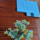 제주머무리 이미지