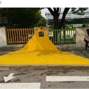 옐로카펫 이미지