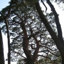 왕소나무길 이미지