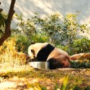 디저트 판다 (Dessert Panda) | 마카오 여행 코스 추천 판다 동물원 소다빙 맛집 레몬 젤라또 후기