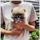 퍼피로그 강아지분양 창원점 이미지