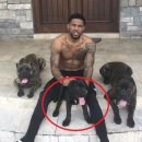 정자 반려견 이미지