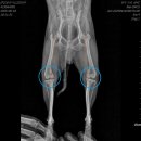 24시 라움동물의료센터 이미지