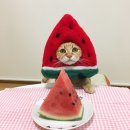 모이라게