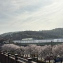 오리나들이 | 의왕 백운호수 나들이 | 벚꽃 아직 만개! 오리배 대신 전동보트 타고 온 후기