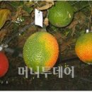 천상과일 더 리더