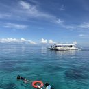 돌고래바나나노래연습장 | 보홀 발리카삭 거북이 호핑투어 돌고래 놀다보홀 예약 팁 준비물 후기