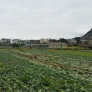 제주산방산황토펜션 이미지