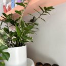 아라네 미장원