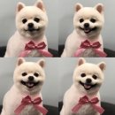 단짝 펫살롱 이미지