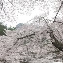 04/25(토) 진안 마이산(자하100, 블야100) 벚꽃 산행 21,300원 이미지