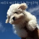 제주도게스트하우스 함덕주택 이미지