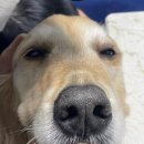 심바동물병원 이미지