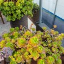 은월농장 이미지