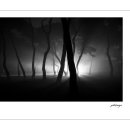 솔의향기 이미지