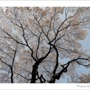 꽃잠 이미지