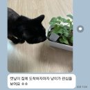 [평생학습관] 우울 및 스트레스 관리 | 시흥시 대야평생학습관 허브식물 가드닝클래스 후기