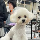 세종애견미용학원