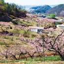 고향의 봄 이미지