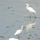 매향리의 노랑부리백로(Chinese egret) 이미지