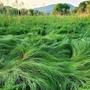 우포늪 생태 사진전 이미지