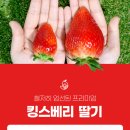 킹스베리