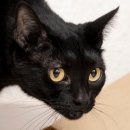 검은고양이 이미지