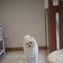 로로앤독 이미지